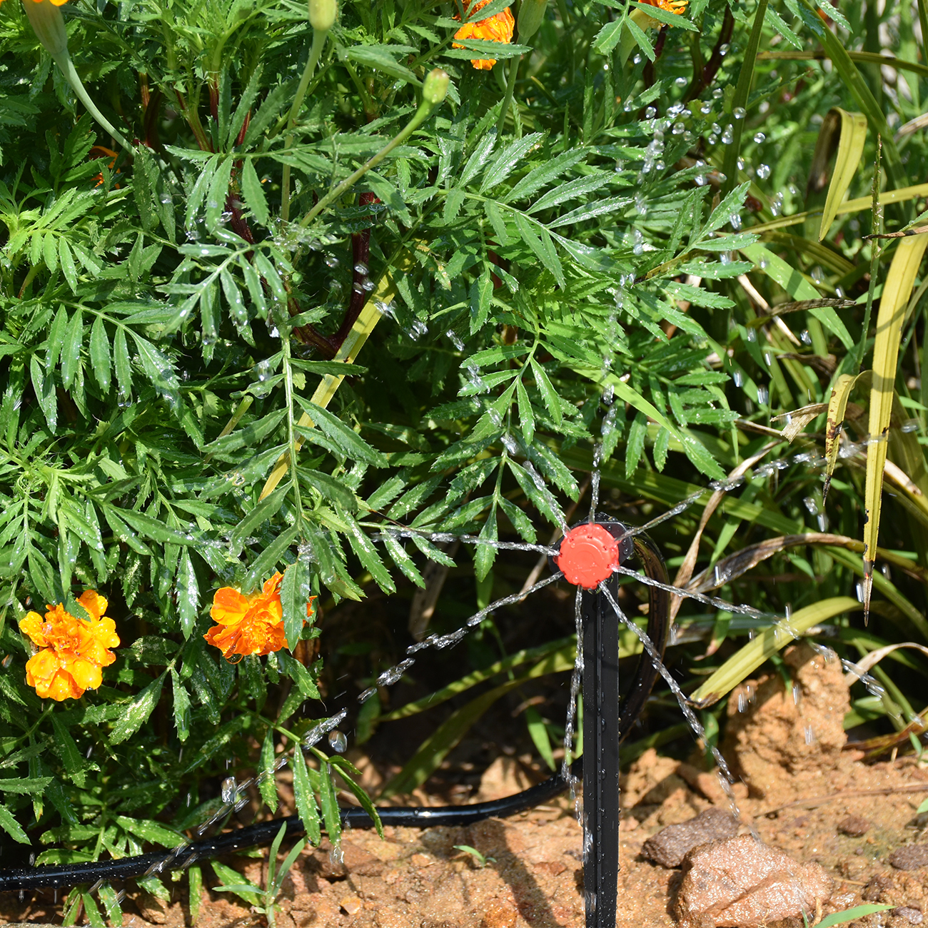KESLA 5-50M Smart Garden Autom - Smart Garden Sphagnum Moss avaliação e preço